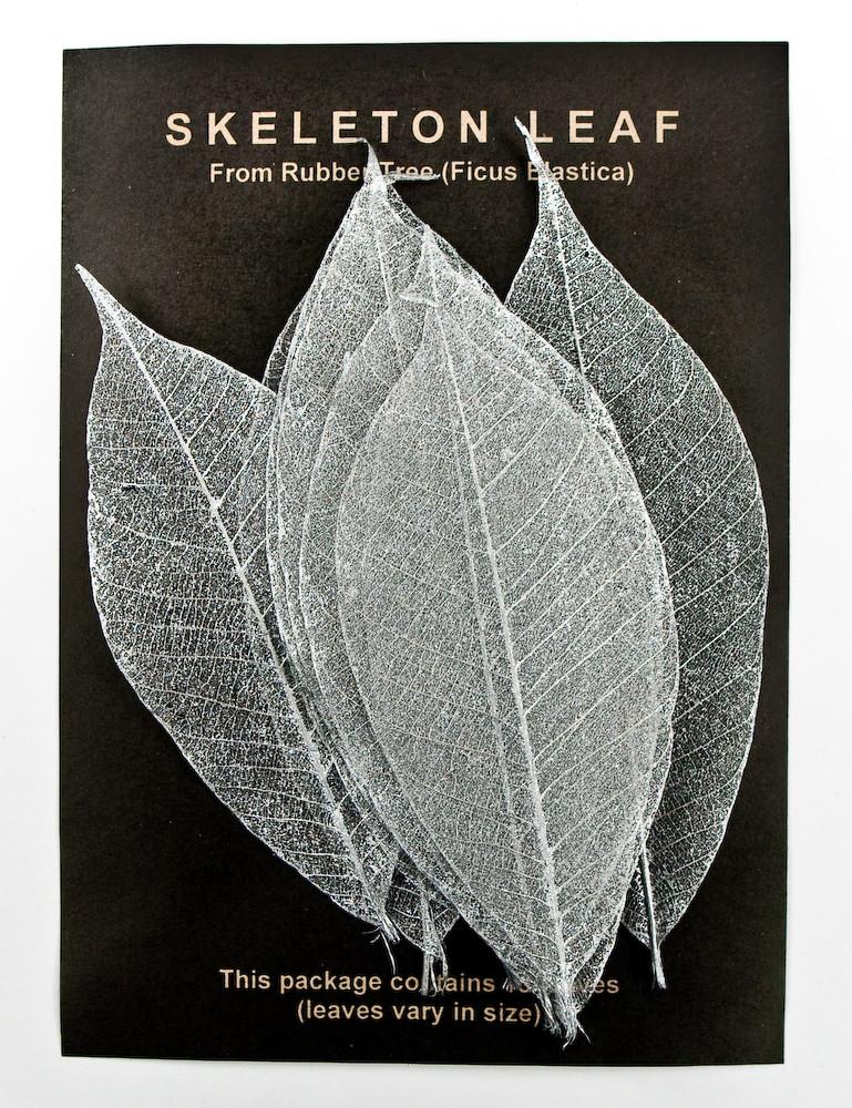 silver rubber tree Rubber Tree Leaves