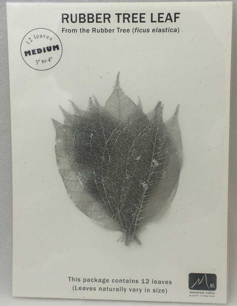 silver rubber tree Rubber Tree Leaves