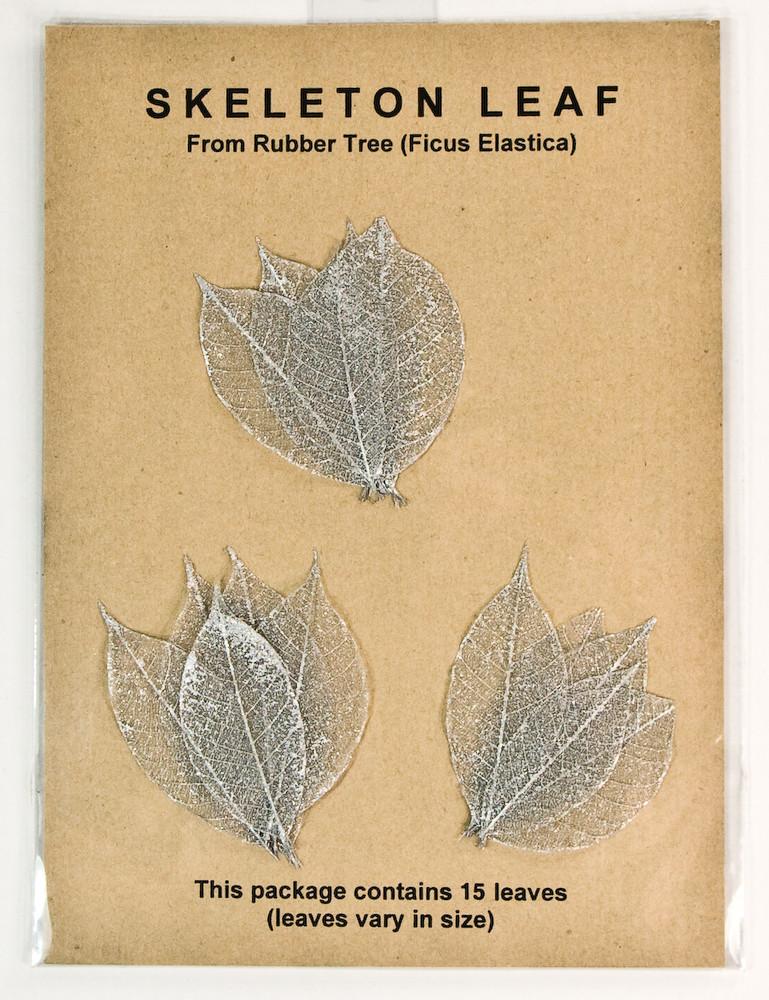 silver rubber tree Rubber Tree Leaves
